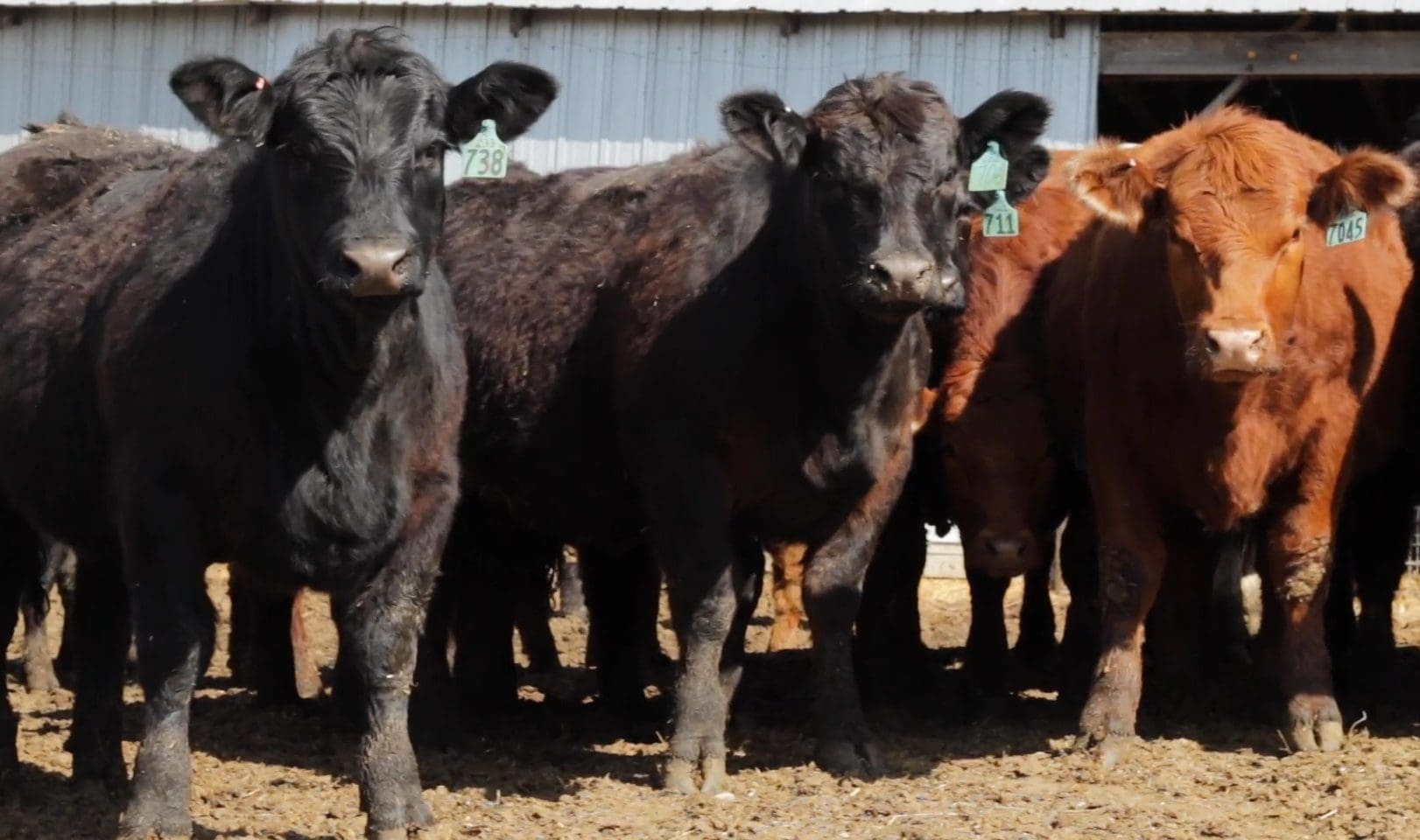Terry’s Story: Ellingson Simmentals